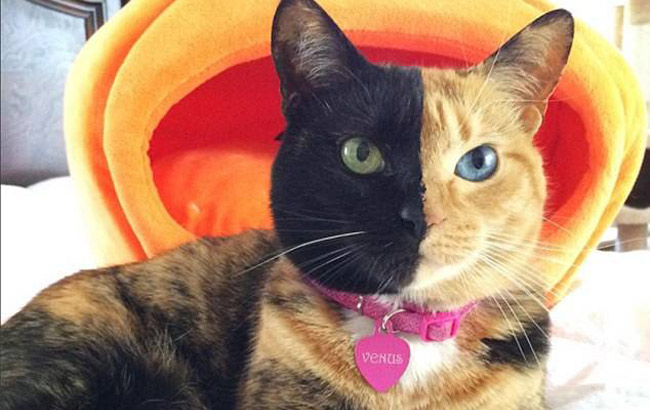 美國黃黑臉&ldquo;分裂貓&rdquo;走紅網絡