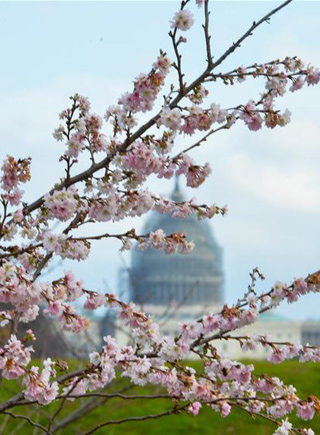華盛頓街頭 冬日現春景