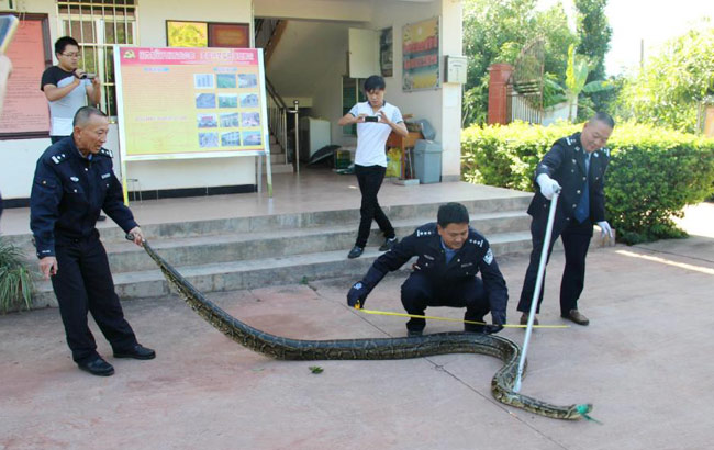 云南一施工队修路发现百岁蟒蛇 身长近4米