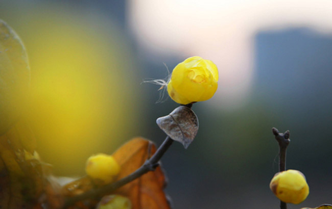 合肥:植物園蠟梅初放