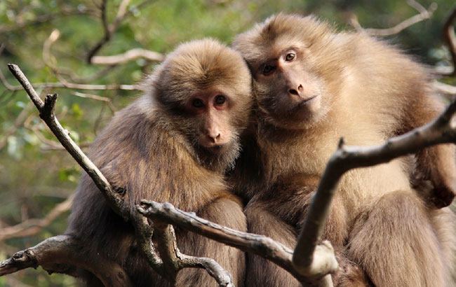 黃山短尾猴暖陽下嬉戲 表情萌萌噠