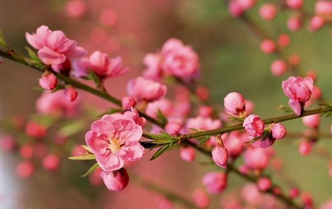 盤點合肥七大賞梅地(附公交線路)