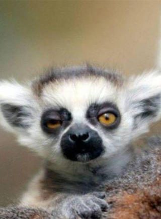 動物世界裏的奇異百態