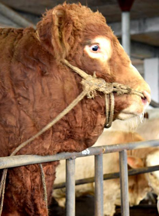 四川瀘州現近2噸重&ldquo;牛王&rdquo; 仍處于發育期