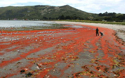 新西蘭小龍蝦群被衝上海岸&ldquo;染紅&rdquo;海水
