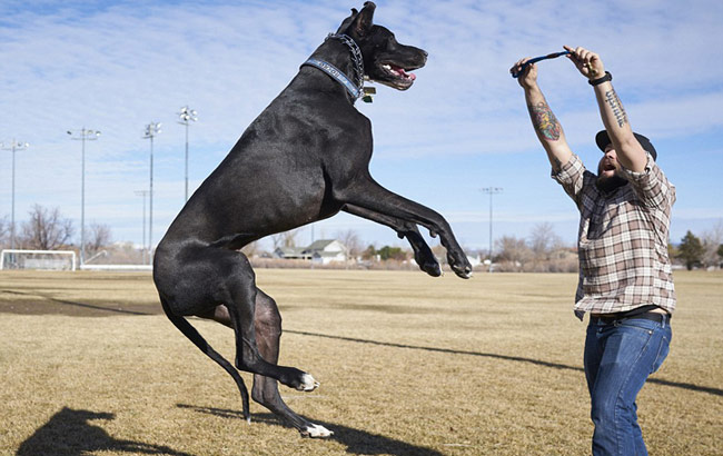 捉妖记美国上映被吐槽 上映一周票房不到3万美