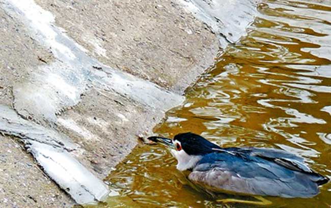 和县警民救助一受伤怪鸟 经鉴定为夜鹭