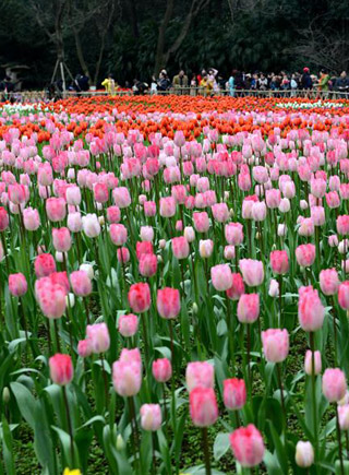 重慶：春暖花開醉遊人