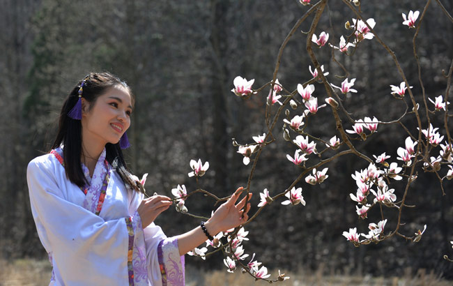 金寨：萬畝玉蘭花開惹人醉