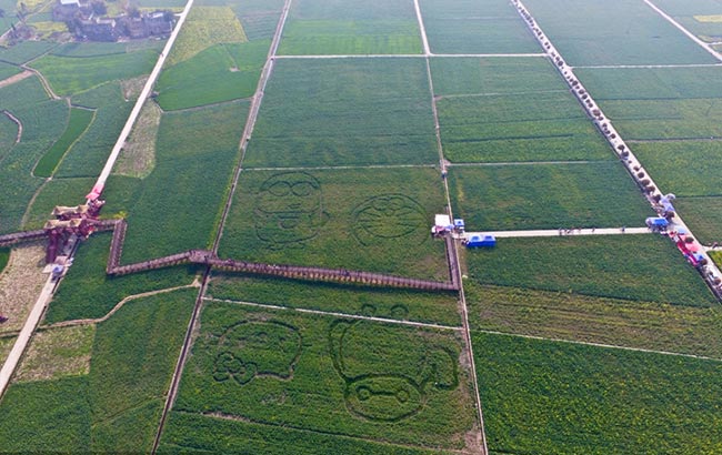 长丰|鹰隼大王飞饿了 硬闯民宅找吃的