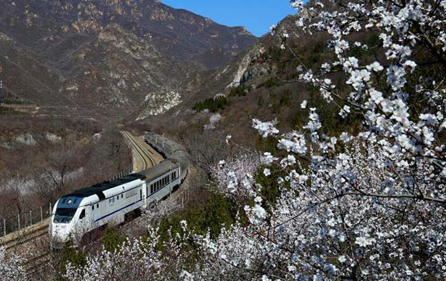  开往春天的列车 已启程 和谐号穿越居庸关花海