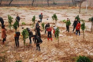 “扣工资植树”为何屡禁不止