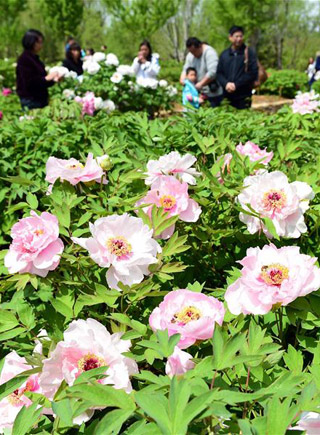 植物园里踏春赏花