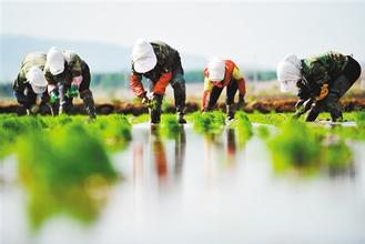 理性对待“谁来种地”焦虑