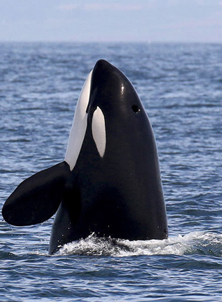 攝影師抓拍鯨魚獵殺海豹精彩畫面