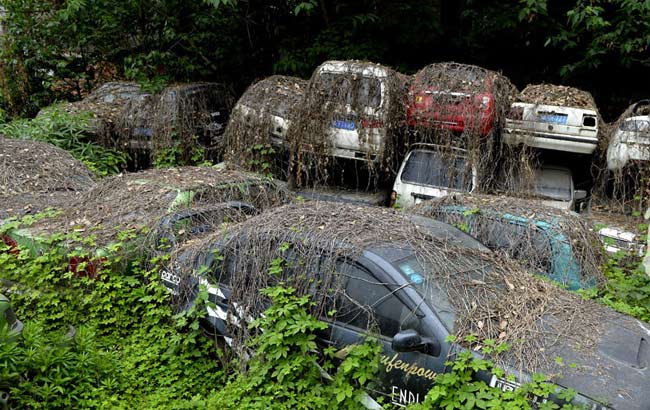 成都闹市现"汽车坟墓" 爬山虎似蜘蛛网