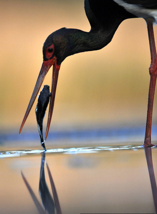 攝影師定格鷺&ldquo;唯美&rdquo;捕魚瞬間