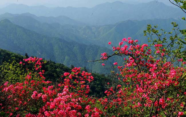 春到龙眠山