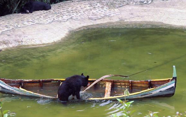 重慶一野生動物園黑熊湖中划船 有模有樣