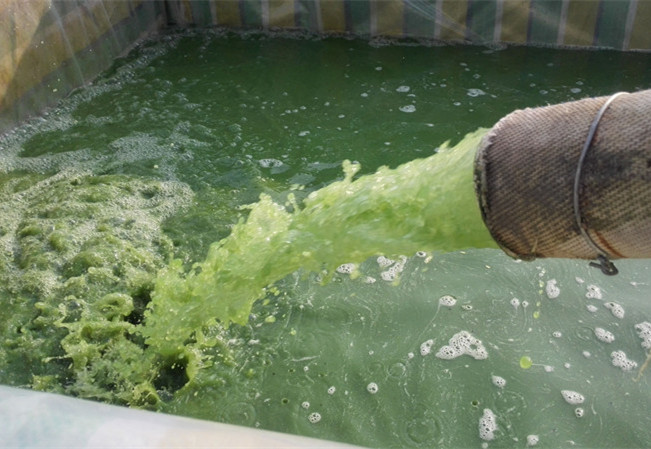 航拍：巢湖藍藻集聚 環保部門加快處置