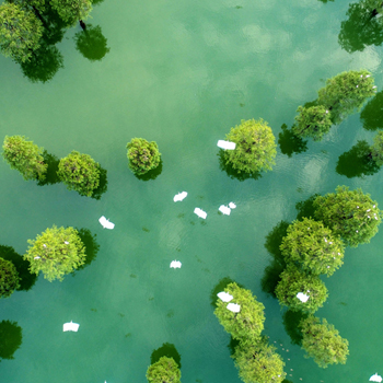 萬千白鷺舞翩遷 初秋美景勝畫卷