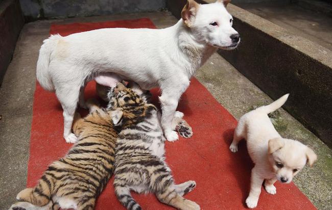 靈動2017——愛如己出