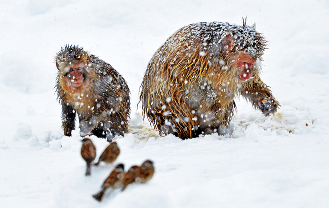 &ldquo;雪猴&rdquo;開心迎大雪