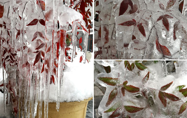 六出飛花入戶時 盆景開出&ldquo;冰淩花&rdquo;