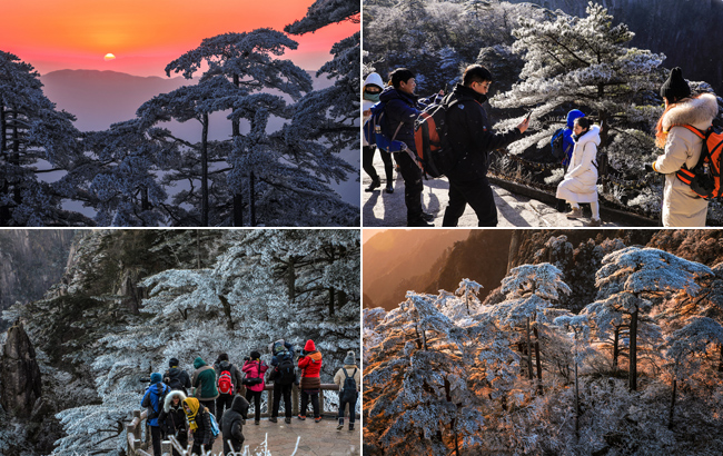 玉樹瓊枝今朝現 疑是林花昨夜開