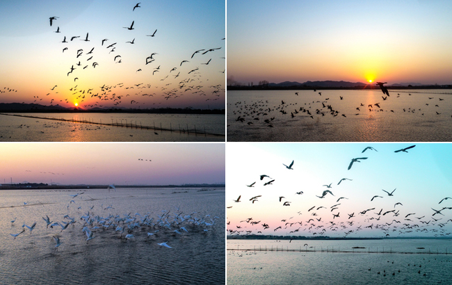 千鳥翔集撥湖面 水天相接映晚霞