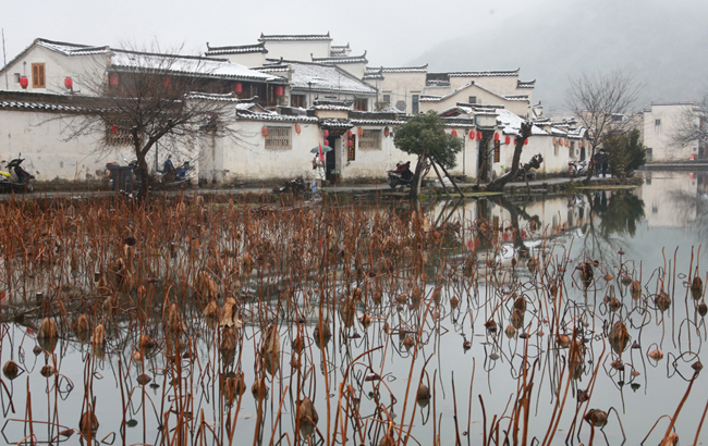 冬日雨雪殘荷韻 似報來年人間福