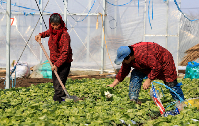 人勤春來早 立春農事忙