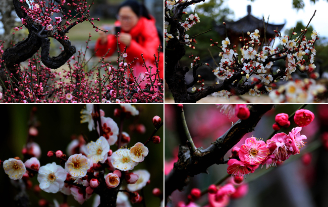 朵朵梅花映墨痕 但留清香滿乾坤