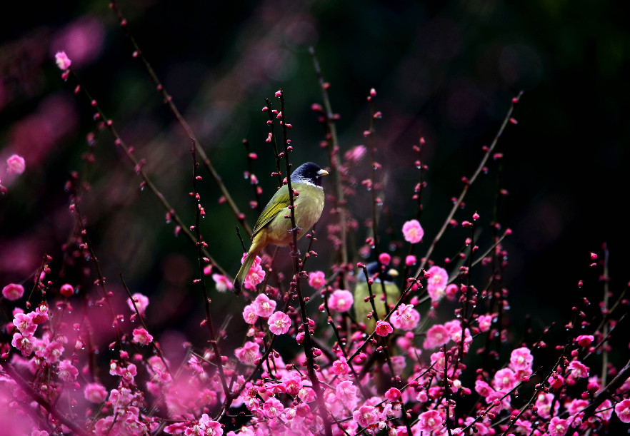 三月皖南春來早 鳥飛枝頭戲紅梅
