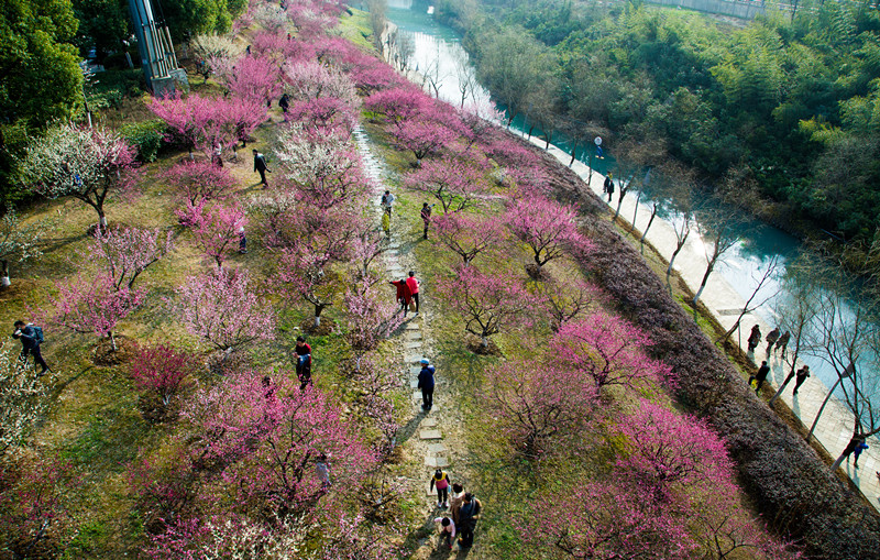 正月梅花俏，遊人叢中笑