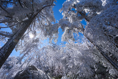 初春罕見霧凇雲海 黃山雪霽美景如畫