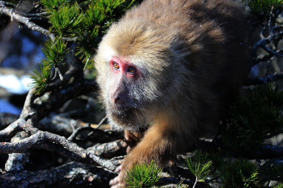 黃山短尾猴沐浴雪後暖陽