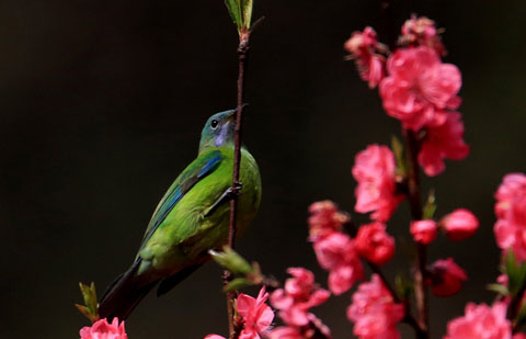 花香聞鳥語 草綠春四溢