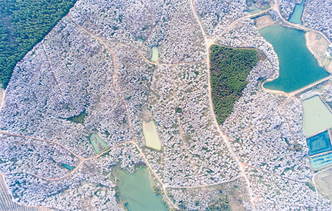 航拍:春風吹綠溪水岸 千畝櫻花似雪飛