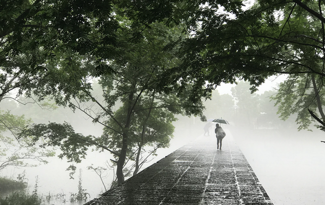 楊柳披綠雨瀟瀟 半煙半雨看溪橋