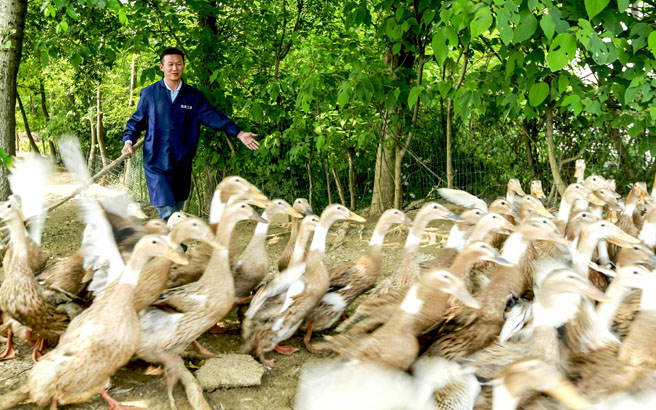安徽:“鸭司令”25年书写亿万鸭蛋传奇