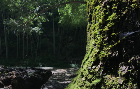 皖南深山古樹群 枝繁葉茂傳千載