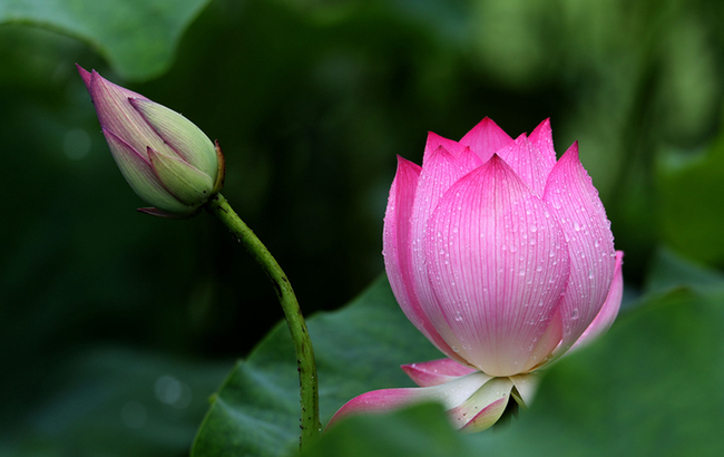 雨潤花瓣分外嬌 小荷才露尖尖角