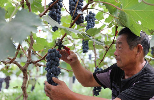 安徽滁州：扶贫葡萄喜丰收