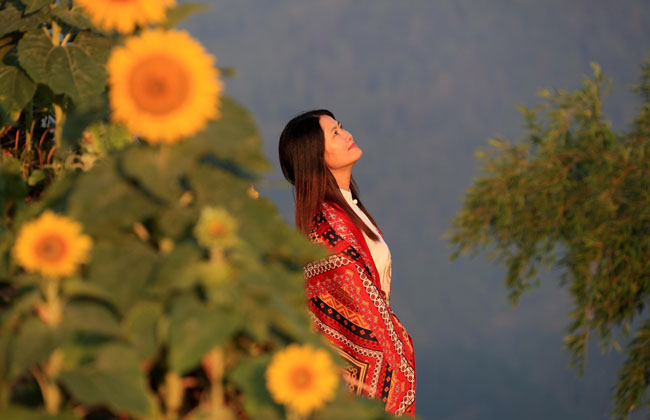 安徽黃山:盛夏古村葵花開 生態優美引客來