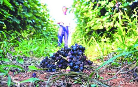 安徽三部门出台办理套路贷刑事案件指导意见