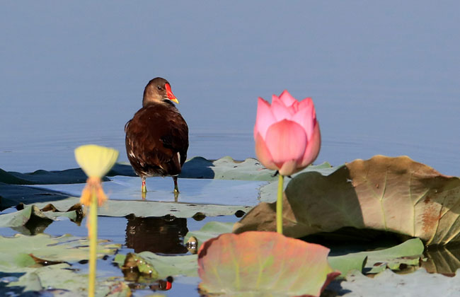 视频网站:若套会员,终套自己