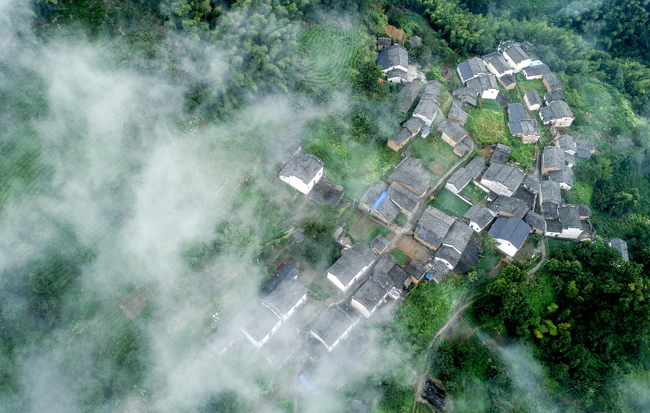 航拍:竹林古樹滿山崖 雲海深處有人家