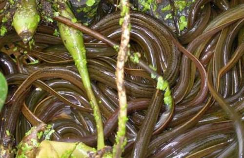 男子信"土方"治胃病 生吞30厘米長黃鱔險丟命