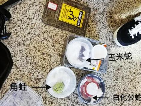 大學生欲攜“網紅”寵物乘高鐵鐵警依規拒絕